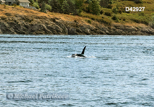 Killer Whale (Orcinus orca)